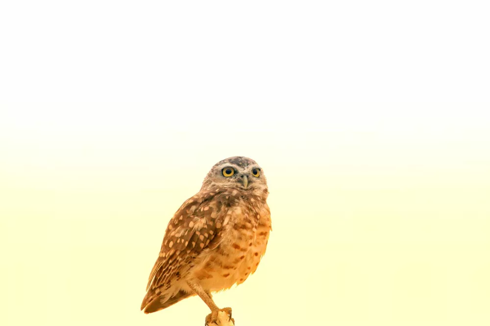 Unraveling the Mysteries Within: A Deep Dive into Owl Pellets